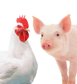 Exportaes de aves e sunos devem alcanar recorde em 2021 sem comprometer oferta interna