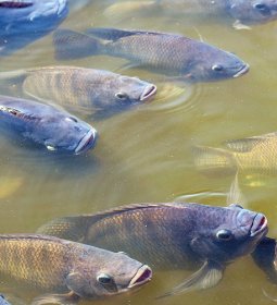 Brasil e Paraguai debatem sobre criao de tilpia em Itaipu