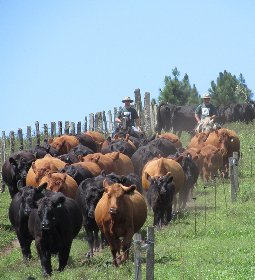 Indstria brasileira de carnes avana em ranking de sustentabilidade, diz FAIRR