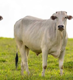 Boi/Cepea: indicador volta a operar na mxima nominal