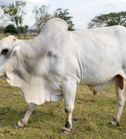 Pre�o do boi gordo segue est�vel com equil�brio entre oferta e demanda