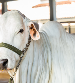 Invers�o do ciclo pecu�rio: como aproveitar as oportunidades sem comprometer a rentabilidade?