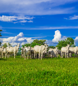 Valoriza��o do boi gordo dever� ampliar investimento no campo 