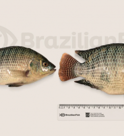 Super Til�pia: empresa brasileira aposta em edi��o g�nica para impulsionar mercado global