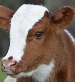 Sanidade, nutri��o e ambiente para as bezerras s�o pontos de aten��o nas fazendas leiteiras