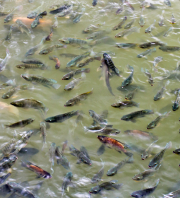 Saiba como garantir transpar�ncia na piscicultura