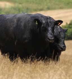 Selo in�dito vai impulsionar o mercado de carnes premium no Brasil