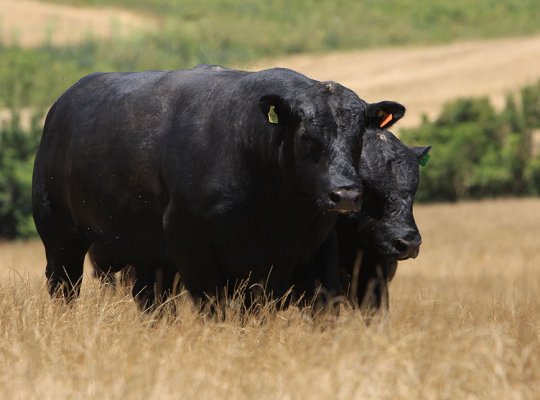 Selo in�dito vai impulsionar o mercado de carnes premium no Brasil