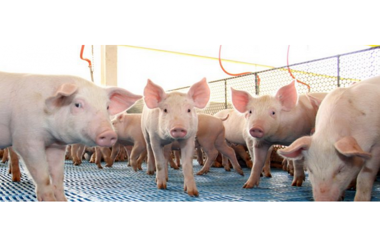 Exportação de carne suína cresce em outubro, com China se abastecendo para o ano Novo Lunar