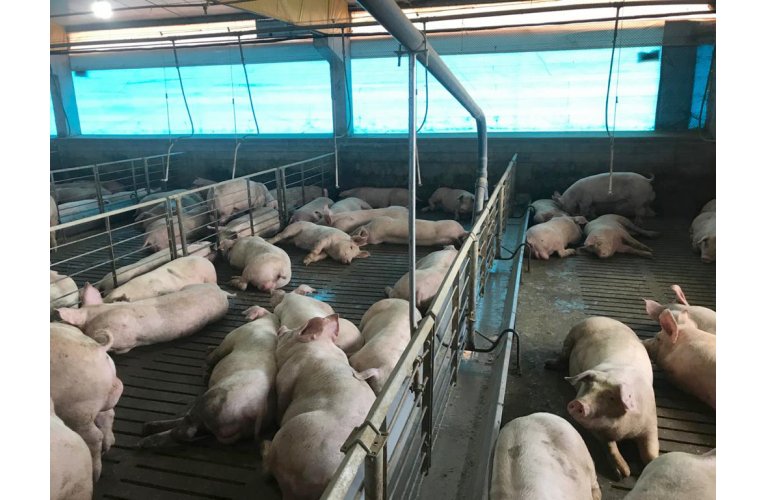 Primeira granja de suínos do Brasil com ração líquida é inaugurada em MS