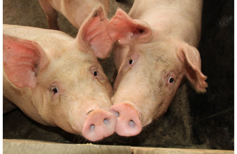 Exportações de carne suína se mantém estáveis no mês de julho