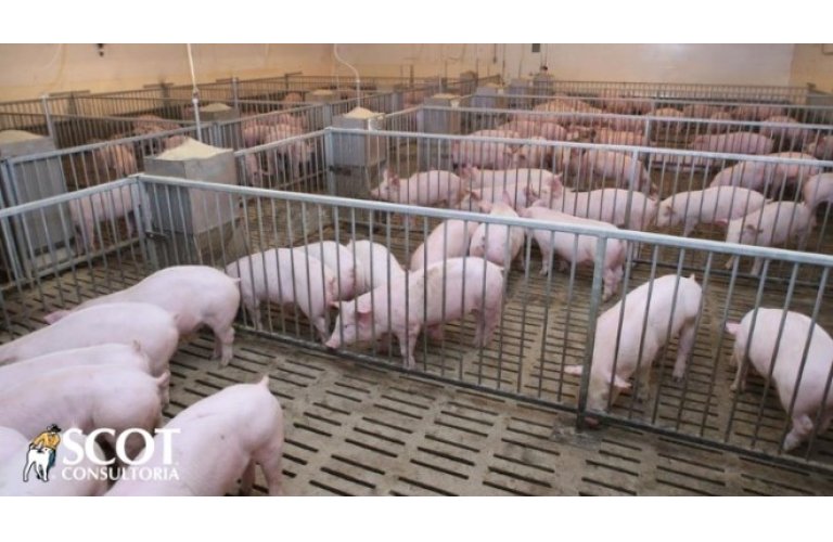 Exportações de carne suína in natura fecham setembro em alta