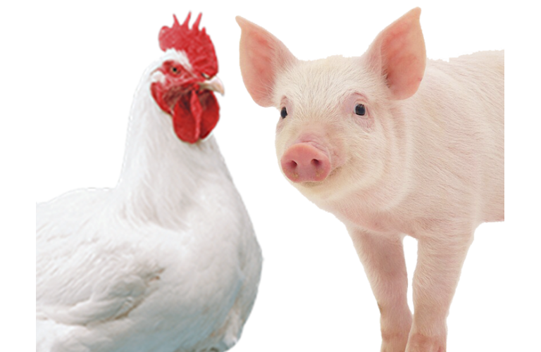 Exportaes de aves e sunos devem alcanar recorde em 2021 sem comprometer oferta interna