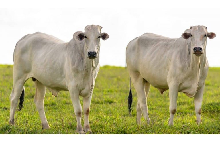 Boi/Cepea: indicador volta a operar na mxima nominal