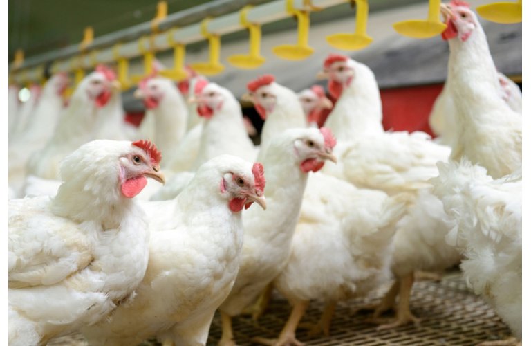 MT assina primeiro seguro avícola do mundo