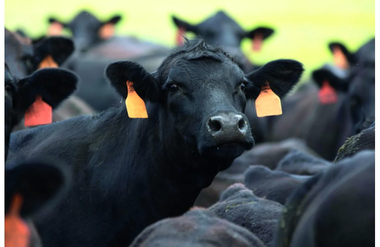 Tecnologias de avaliação genética agregam valor aos bovinos