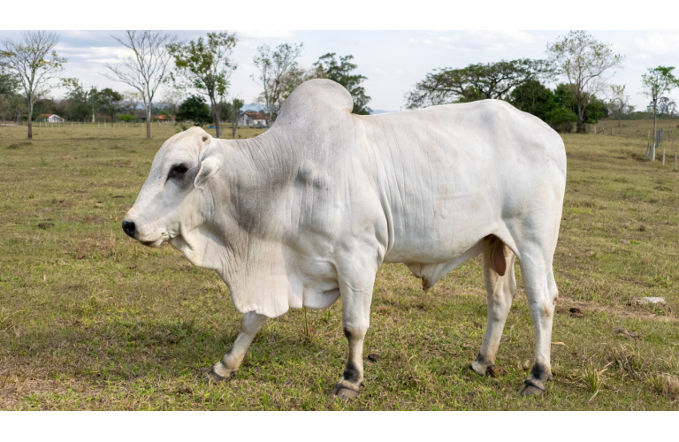 Pre�o do boi gordo segue est�vel com equil�brio entre oferta e demanda