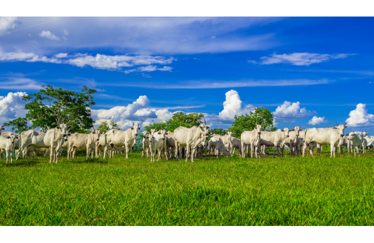 Valoriza��o do boi gordo dever� ampliar investimento no campo 