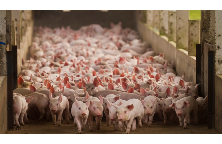 Revista MundoAgro: gesta��o su�na com nascimento de 45 leit�es � recorde mundial