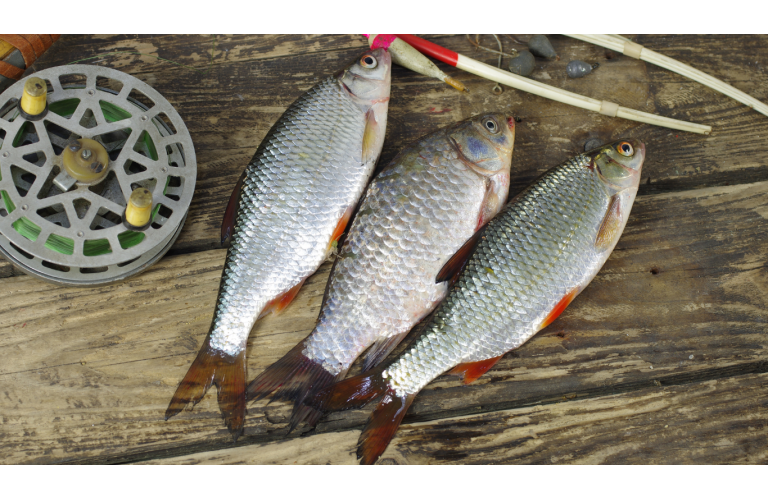 Exporta��es da piscicultura brasileira batem novos recordes
