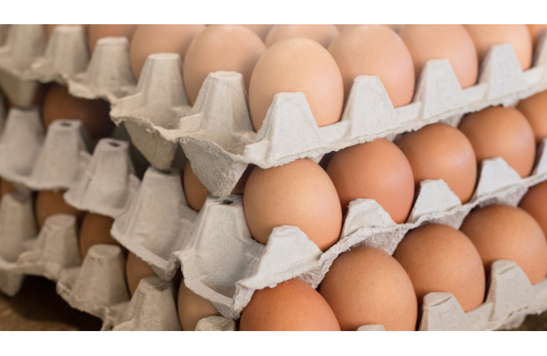 Exportações de ovos crescem 71,9% em agosto
