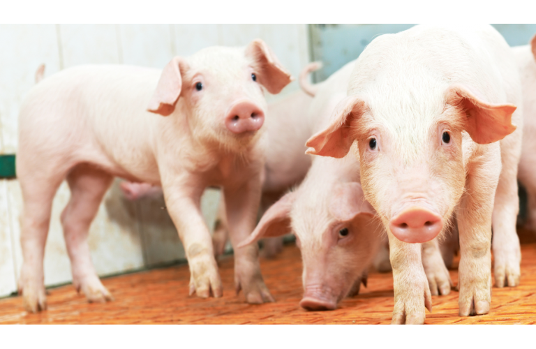 Cientistas desenvolvem os próximos passos para suínos resistentes à Peste Suína Clássica