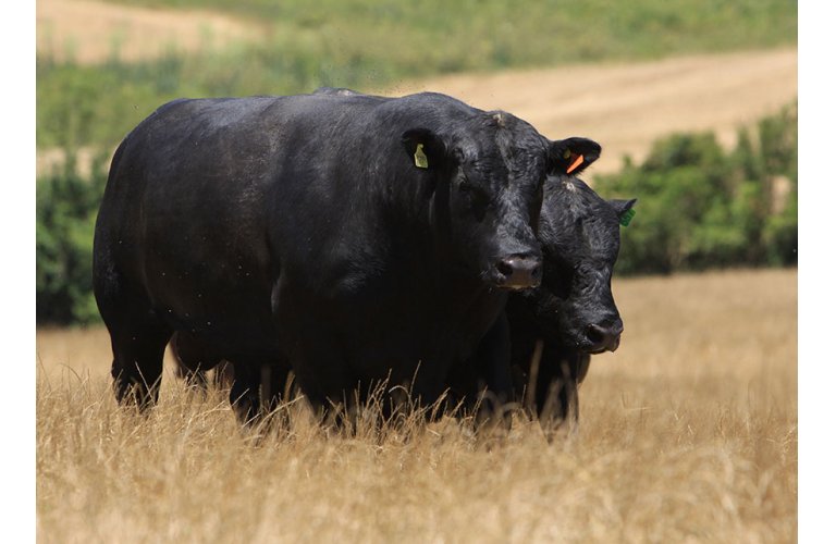 Selo in�dito vai impulsionar o mercado de carnes premium no Brasil