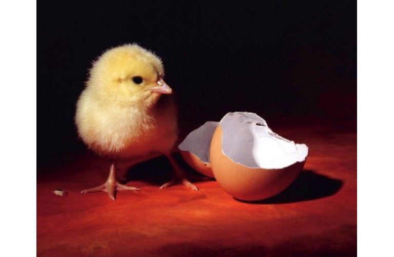 É possível determinar o sexo das futuras aves a partir do ovo fértil, afirmam pesquisadores da LiU