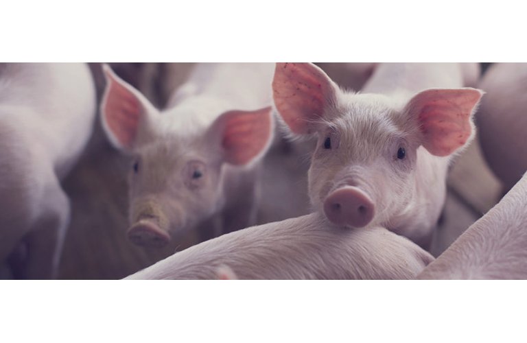 Carne suína sobe 116% em janeiro na comparação com 2019 