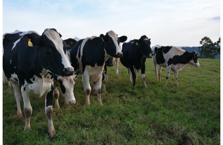 Boi/Cepea: baixa oferta de animais mantém preços do boi firmes em fevereiro