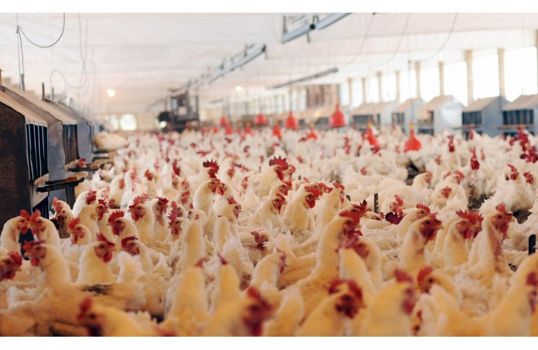 Carne de frango: mês mais longo sinaliza significativo aumento nos embarques