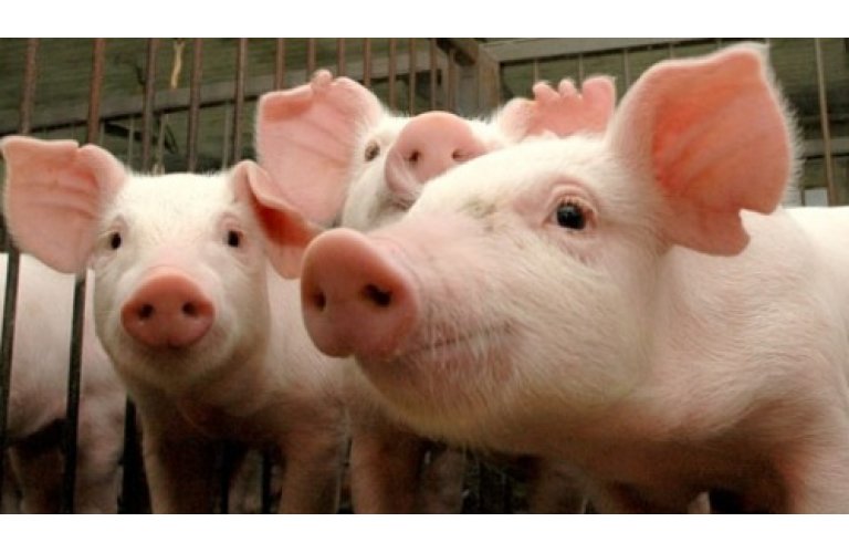 Produção de carne suína deve crescer 35% até 2029, aponta estudo da Fiesp