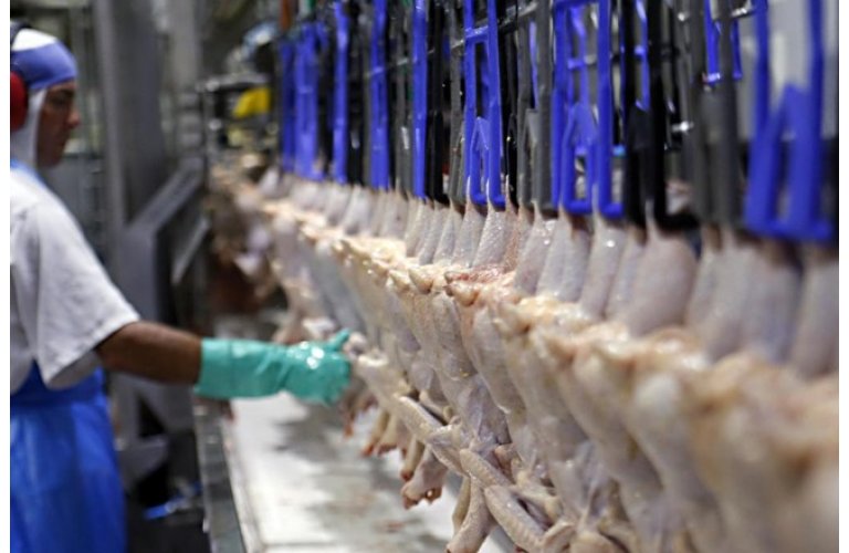Exportação de frango deve bater novo recorde em 2019