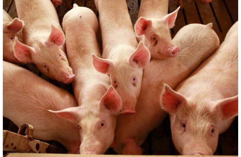 Preço do suíno segue em alta, tanto para a carne quanto para o animal vivo