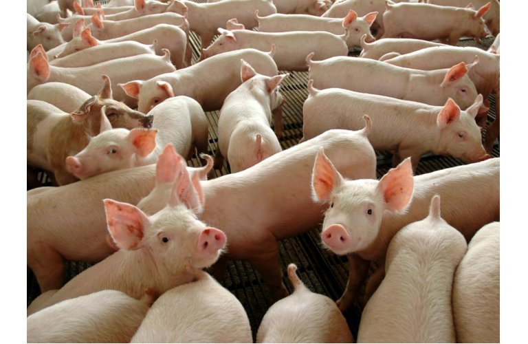 Demanda aquecida e baixa oferta continuam a impulsionar o preço do suíno